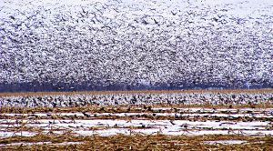 How many stocks (How many stocks?)