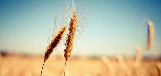 Stock Screeners November 2022