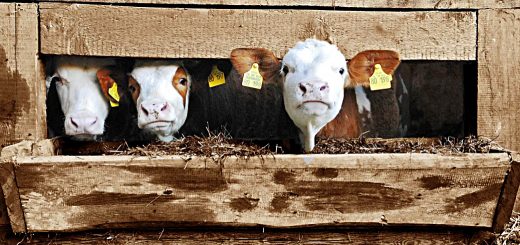 Weekly Roundup 221121