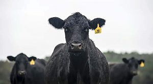 Weekly Roundup 221128 (Weekly Roundup, 28th November 2022)