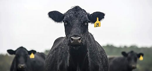 Weekly Roundup 221128