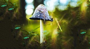 Small Cap Quality Time (Small Cap Quality Time &ndash; GMO)