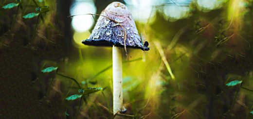 Small Cap Quality Time