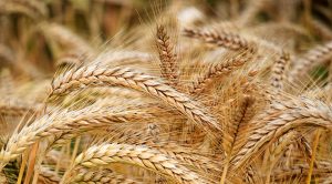 Stock Screeners December 2022 (Stock Screeners December 2022)