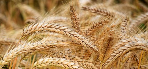 Stock Screeners December 2022