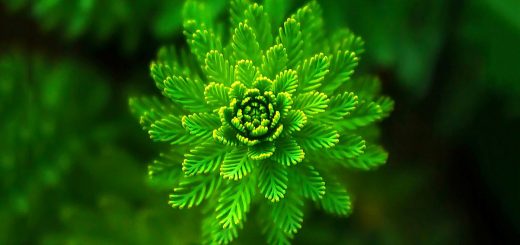 Trend and Macro - AQR