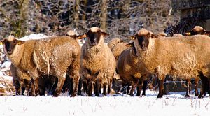 Weekly Roundup 221226 (Weekly Roundup, 26th December 2022)