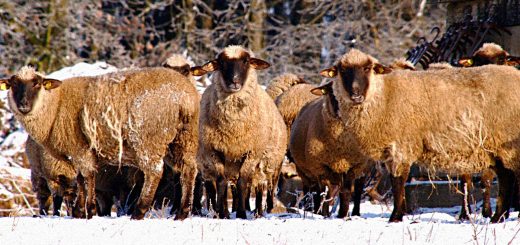 Weekly Roundup 221226