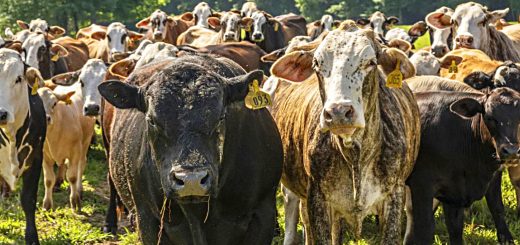 Weekly Roundup 230109