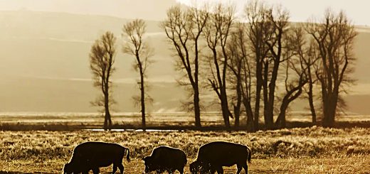 Weekly Roundup 230116