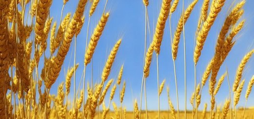 Stock Screeners August 2023