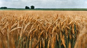 Stock Screeners February 2024 (Stock Screeners February 2024)