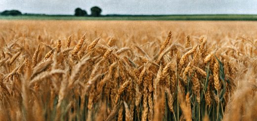 Stock Screeners February 2024